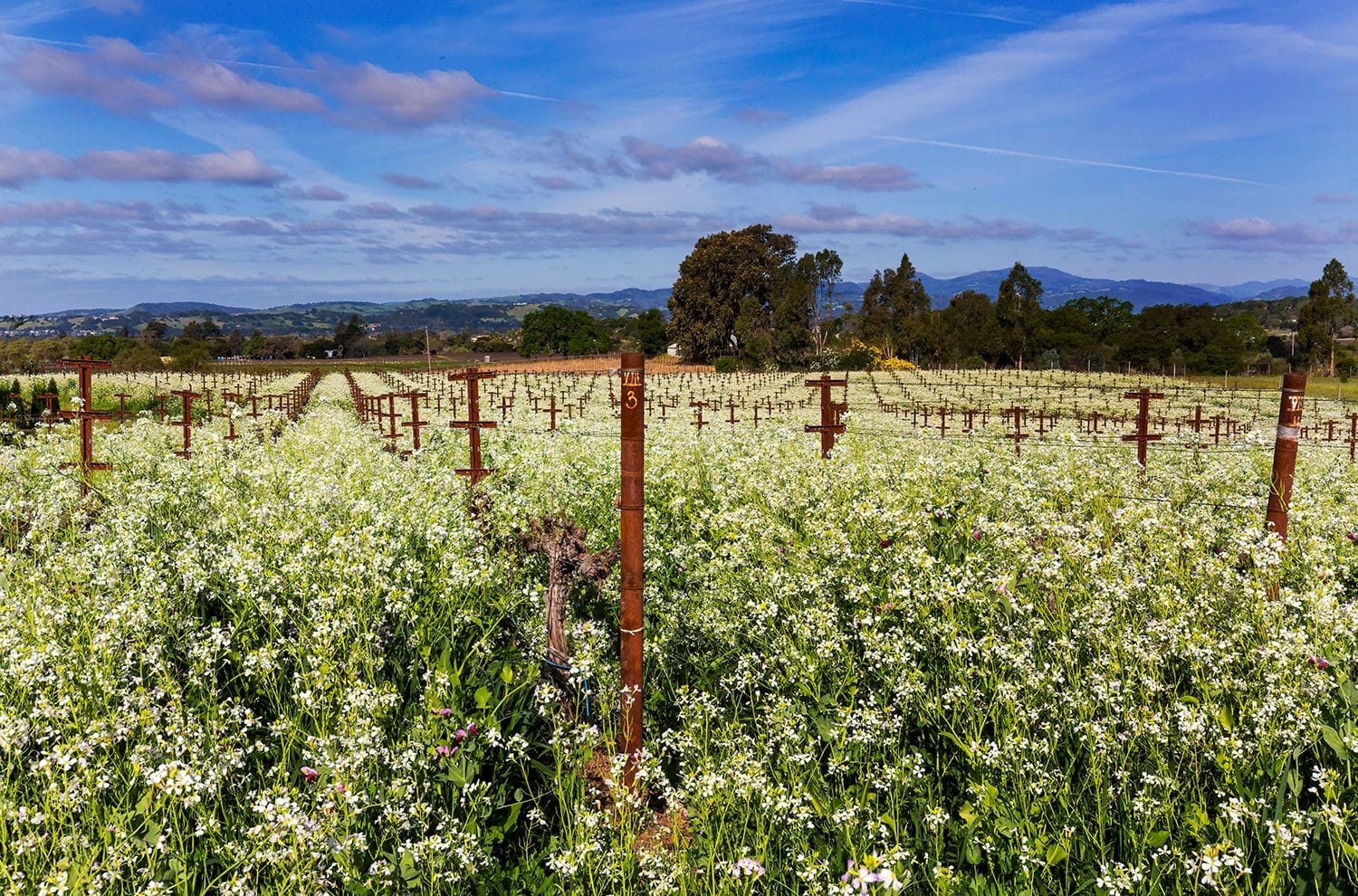 Vineyard Vista