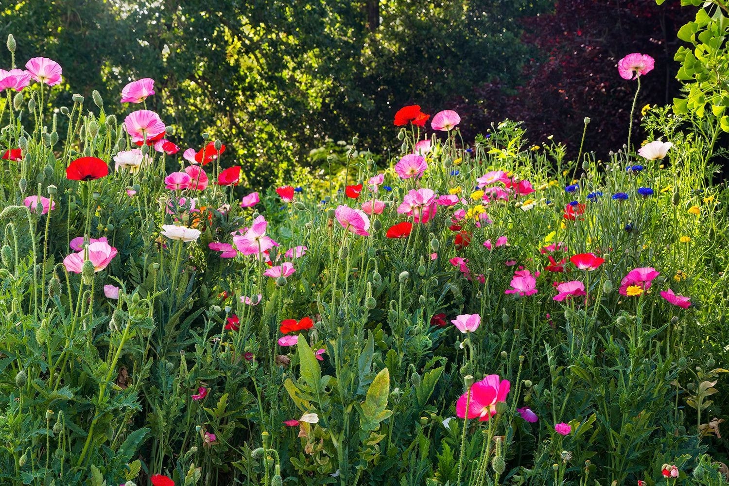 Wild Flowers