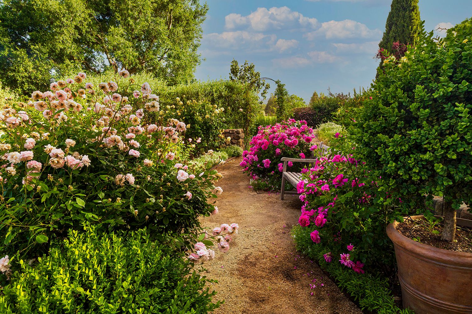 Rose Garden Path