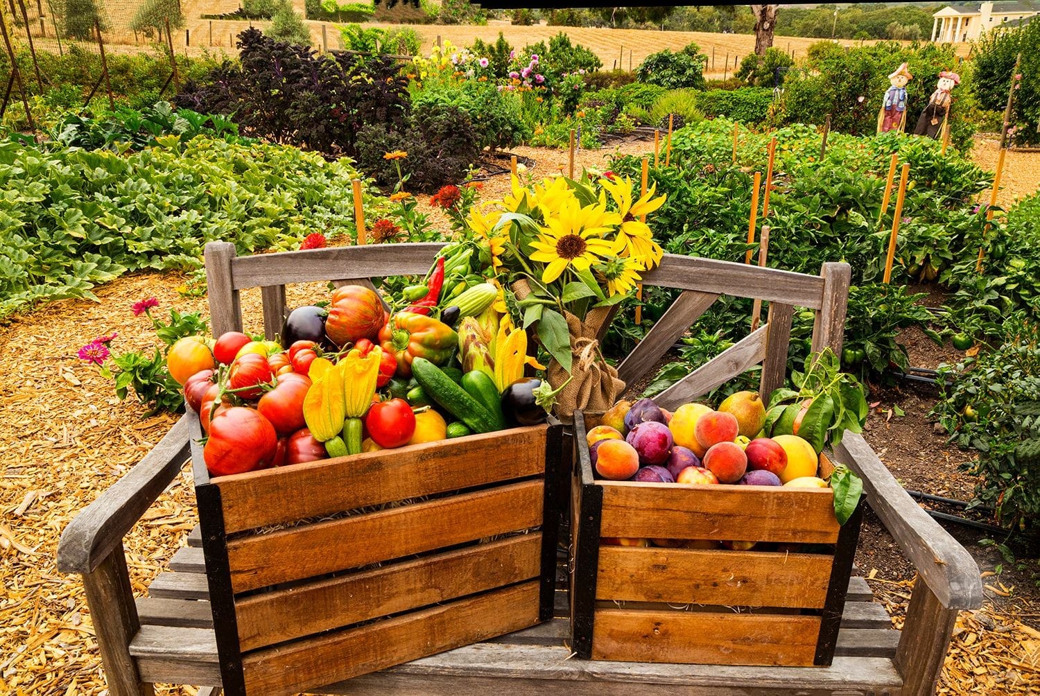 Vineyard Produce in Crates