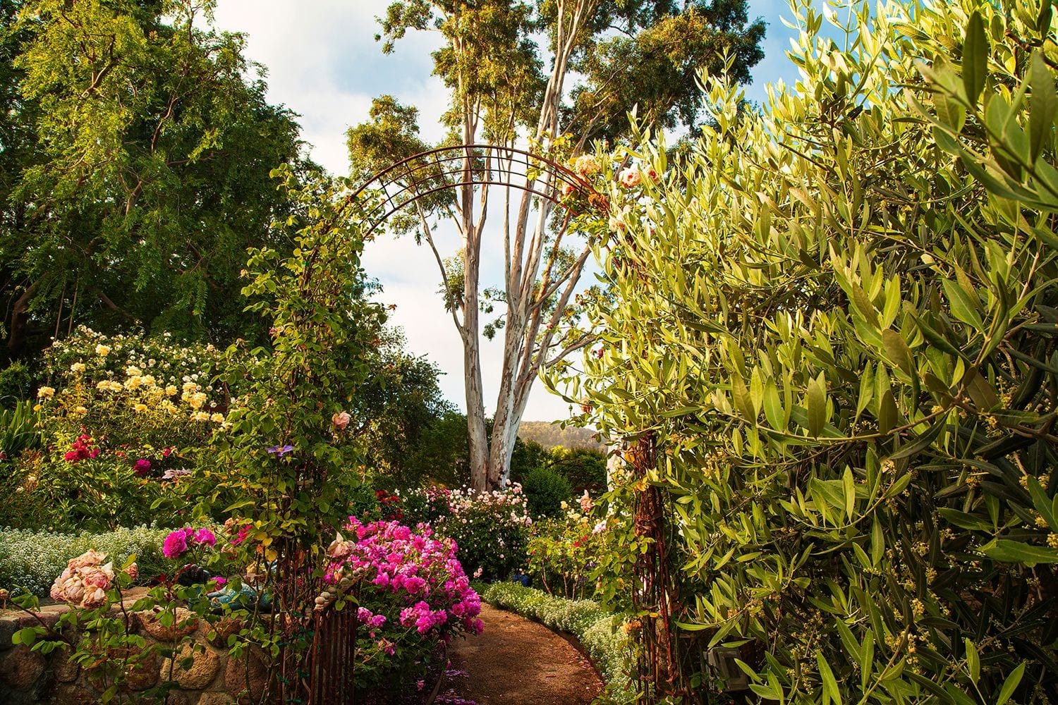 Eucalyptus Garden